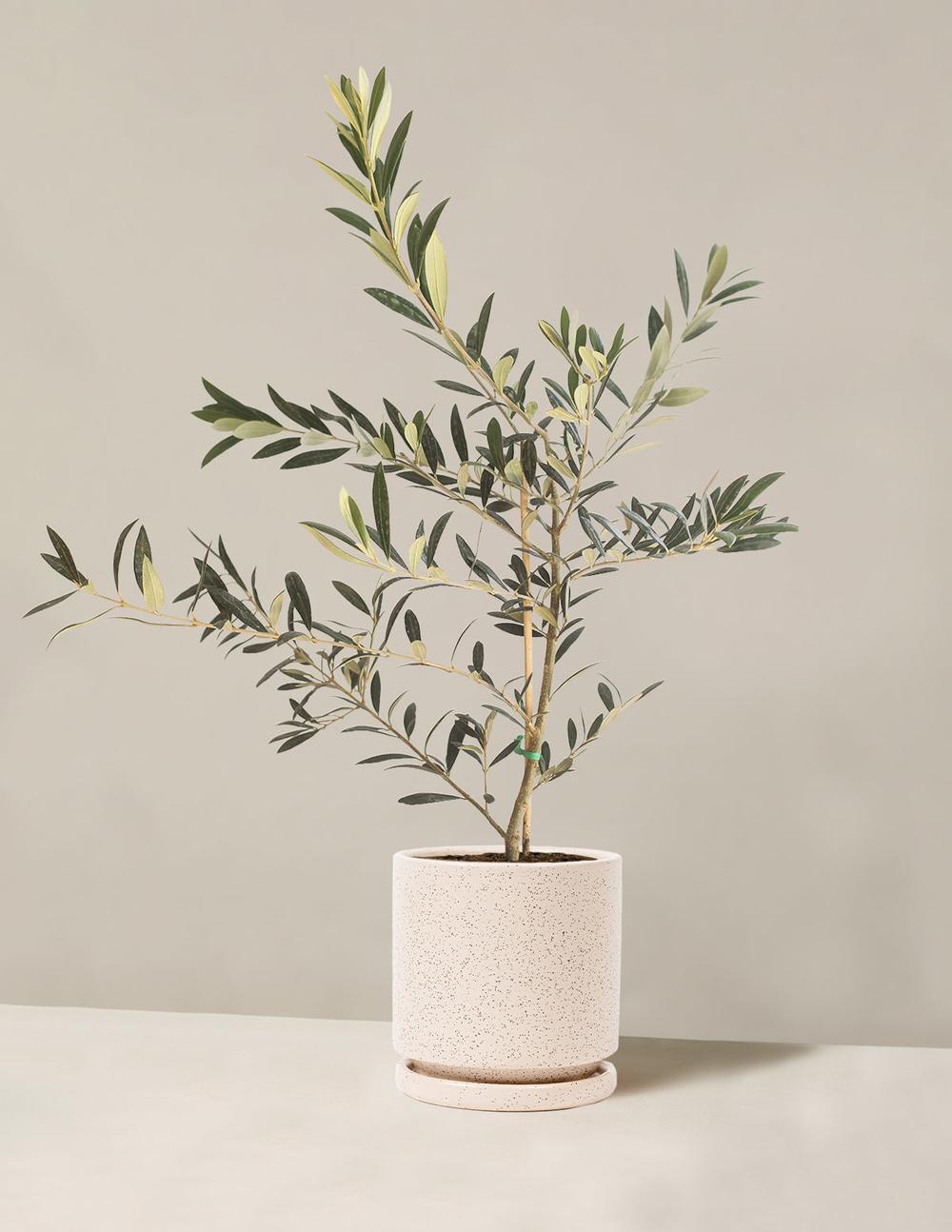 Hometily plants